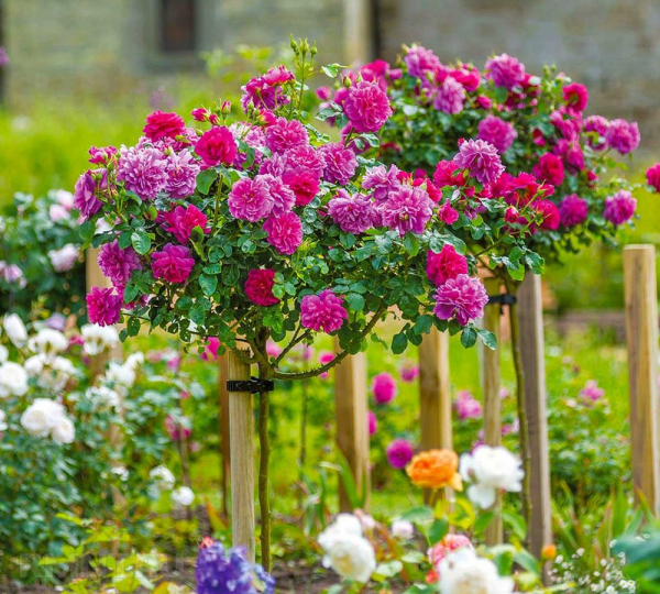 





Штамбовые розы: особенности выбора, посадки и ухода



