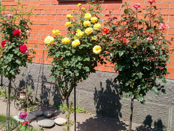 





Штамбовые розы: особенности выбора, посадки и ухода



