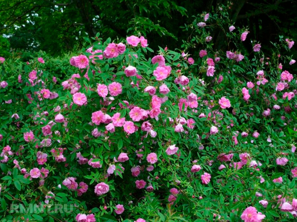 





Три вида роз для вашего сада



