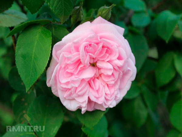 





Три вида роз для вашего сада



