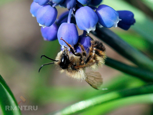 





Польза и особенности разведения пчёл-осмий на участке



