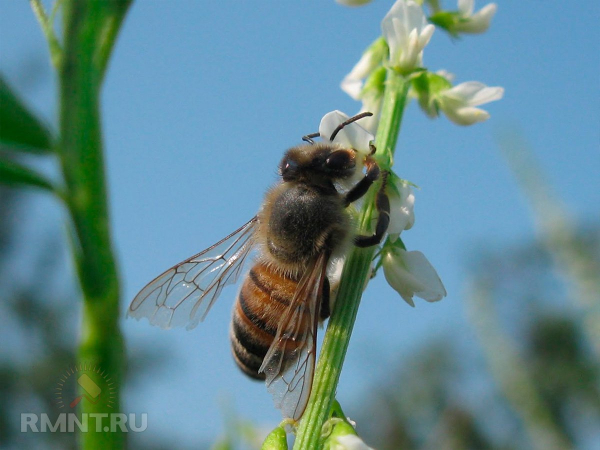 





Польза и особенности разведения пчёл-осмий на участке



