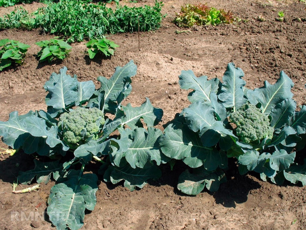 





Как вырастить капусту брокколи на участке



