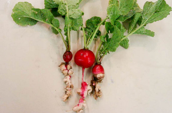Выращивание редиса в теплице: нюансы культивирования «нехорошего» овоща