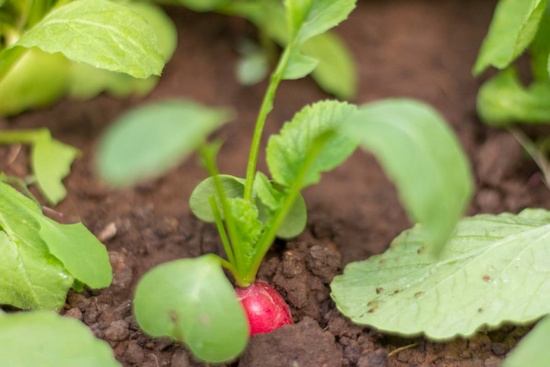Выращивание редиса в теплице: нюансы культивирования «нехорошего» овоща