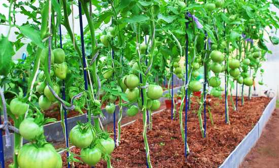 Подкормка томатов в теплице: какие удобрения и когда использовать