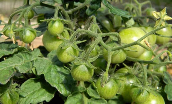 Подкормка томатов в теплице: какие удобрения и когда использовать