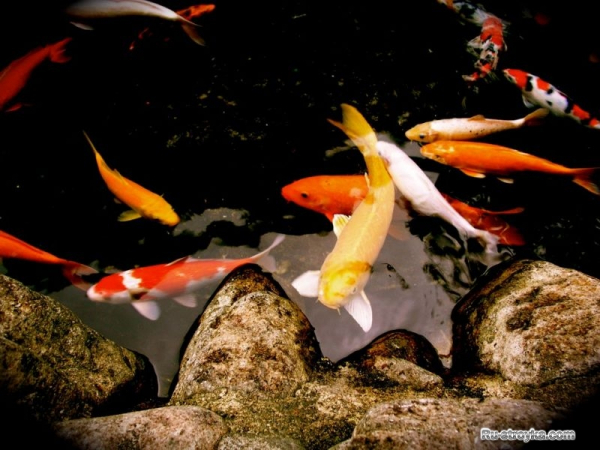 Рыбки в садовом пруду