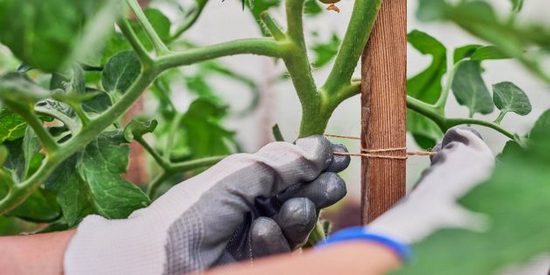 Как подвязать помидоры в теплице из поликарбоната: обзор решений