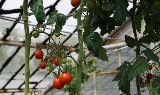Как подвязать помидоры в теплице из поликарбоната: обзор решений