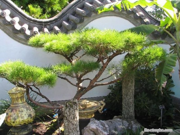 Китайский сад.